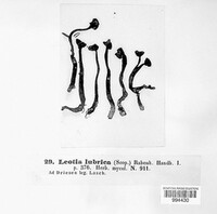 Leotia lubrica image